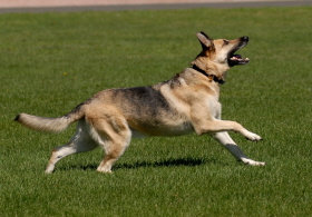 German Shepard - a warm blooded 
mammal